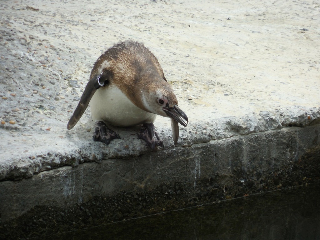 penguin