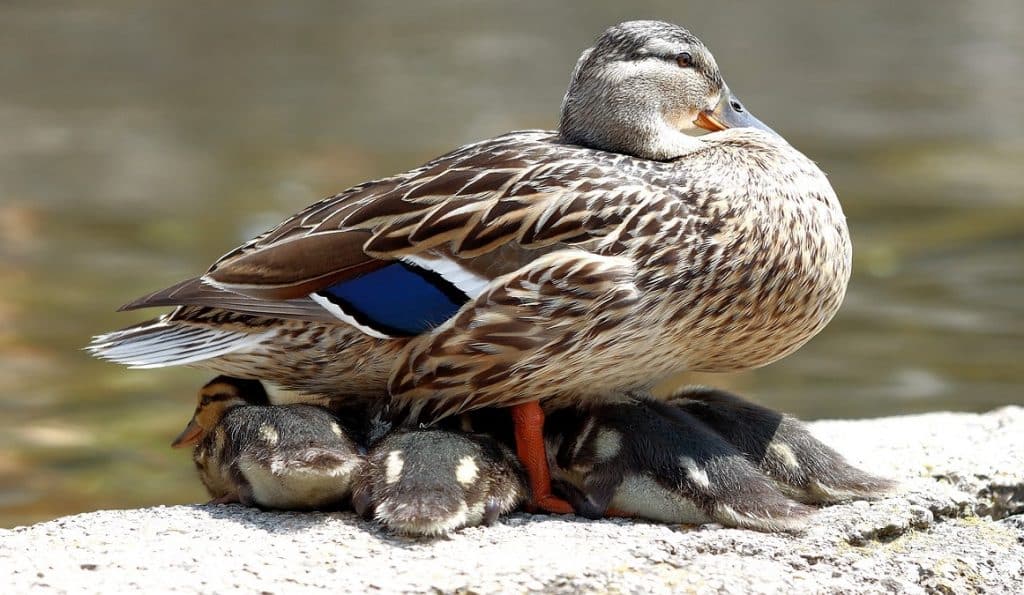 mallard